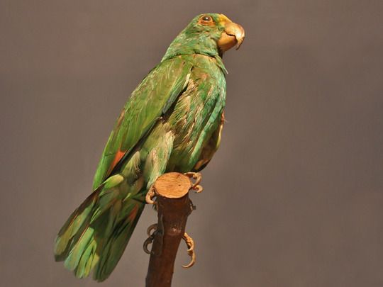 Image of parrot, a parrot